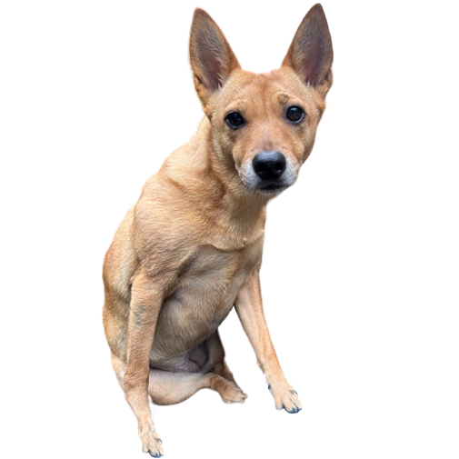 還有一隻 台灣犬